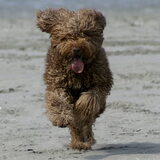 Txomin , is mijn naam ,strand en water is mijn lust,zie volgende foto…