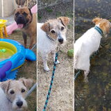 Foto van Fudge, Chunky, Maylo † & Ziko † en baasje Laura