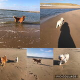 Foto van Sigrid, Sandy, Diva & Nala