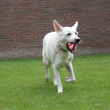 Foto van Koning Obi