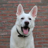 Foto van Koning Obi