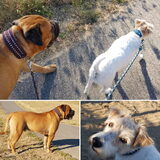 Foto van Fudge, Chunky, Maylo † & Ziko † en baasje Laura