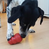Foto van Ellen, vrouwtje van Noortje