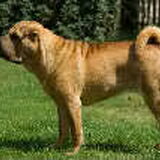 Foto van Dees & dogs