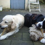 Foto van Lisa & doggs