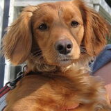 Bella, ons Spaanse straathondje van de resque-dogs. Hier is ze 1 jaar…