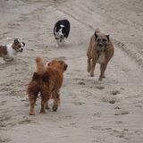Fly, Bella, Hunter en nog een vreemde hond op het strand van Belgie…