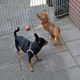 Samen spelen.