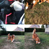 Foto van Sigrid, Sandy, Diva & Nala
