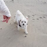 Foto van Lucia, Lizzy & Ziva