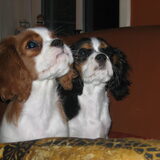 Lord & Lady 15 weken oud!!!