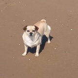 Molly op het strand