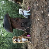 Foto van Sigrid, Sandy, Diva & Nala