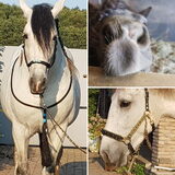 Foto van Fudge, Chunky, Maylo † & Ziko † en baasje Laura