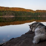 Foto van Alaska's Finest!