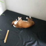 Foto van isabelle