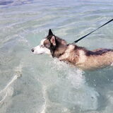 Foto van Husky5000