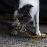 Foto van Angelique; Bruno, Charlie & Fenna