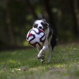 Foto van Angelique; Bruno, Charlie & Fenna