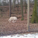 Artische witte wolf