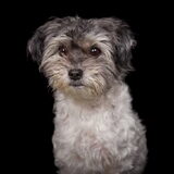 Foto van Lisa; Bobbie, Bentley & Lilly