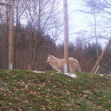 canadeze witte wolven.