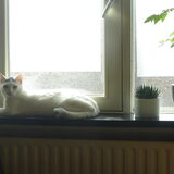 Foto van Roos,Jeff † en Waldo † en Mootje †
