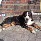 Onze lieve Gambit is helaas heen gegaan.