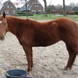 Dit is Melody Megan ze is een amerikaanse appaloosa.Wordt western…