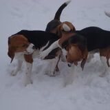 Spelen in de sneeuw ze kunnen er geen genoeg van krijgen
