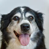 Foto van Guus