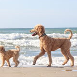 Foto van Inge, baasje van Gina, Flynn en Wobbe