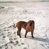 Gipsy, de liefste bordeauxdog die er bestaan heeft.