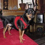 Balou.