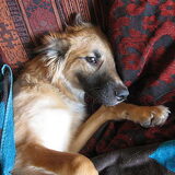 Cleo is een heerlijk middagdutje aan het doen... Dat krijg je van een…