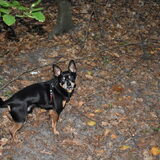 Balou in het bos.