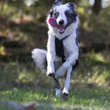 Foto van Angelique; Bruno, Charlie & Fenna