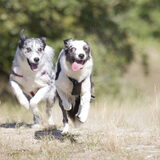 Foto van Angelique; Bruno, Charlie & Fenna