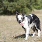 Foto van Angelique; Bruno, Charlie & Fenna