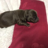 Foto van maxine