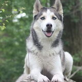 Foto van Lavina