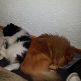 Foto van Poedelini & Vea & Noë {† Maudy}