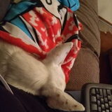 Foto van Team Podenco ( Luuk)