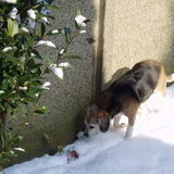 biggels in de sneeuw