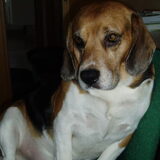 Foto van *Laurette & Xena & Boomer ** Ares & Biggels R.I.P
