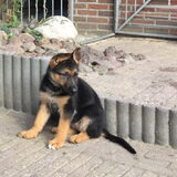 Kaily net 3 dagen bij ons. Geweldig hond! Leert snel en best pittige…