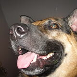 Wat kan het toch ook een suffe hond zijn...