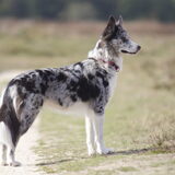 Foto van Angelique; Bruno, Charlie & Fenna