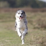 Foto van Angelique; Bruno, Charlie & Fenna