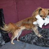 Lotus met de knuffel die hij voor dierendag heeft gehad.